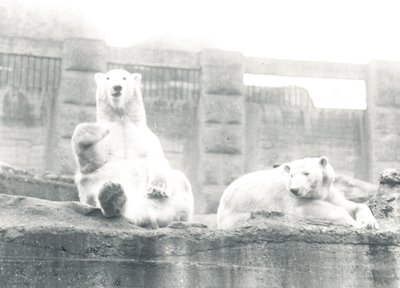 Two Polar Bears in ZSL London Zoo by Frederick William Bond