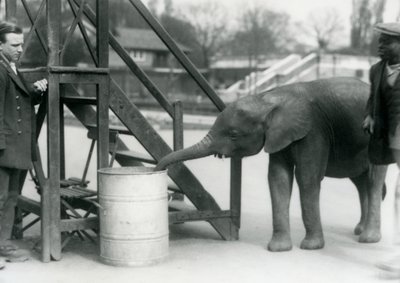 Young female African Pygmy Elephant Oojah investigating a barrel with her trunk, while her keeper and trainer look on, London Zoo, July 1925 by Frederick William Bond