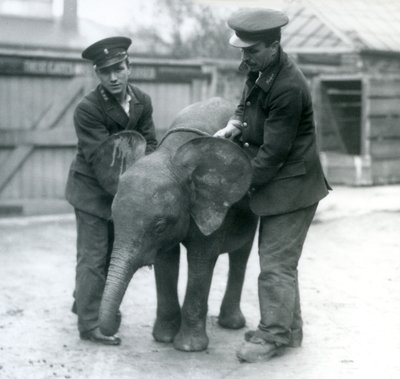 Young female African Pygmy Elephant Oojah with two Keepers at London Zoo in April 1925 by Frederick William Bond