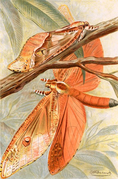 Giant swift moth by Frederick William Frohawk