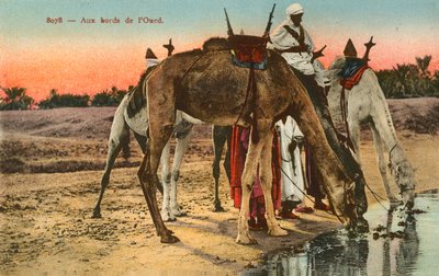 Camels drinking on the edge of the river Oued, Algeria by French Photographer