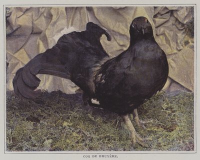 Capercaillie by French Photographer