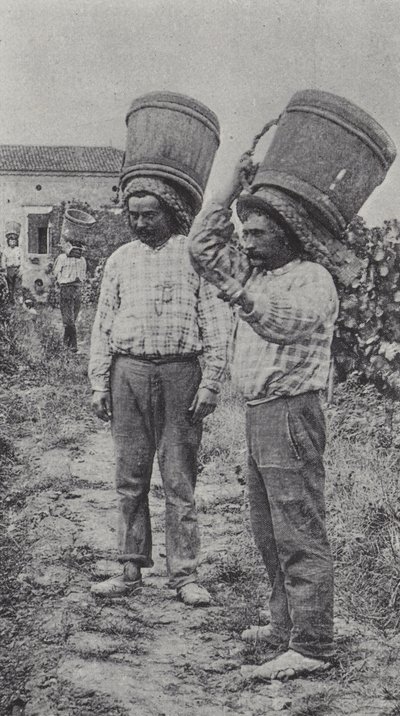 Grape Pickers at Work by French Photographer