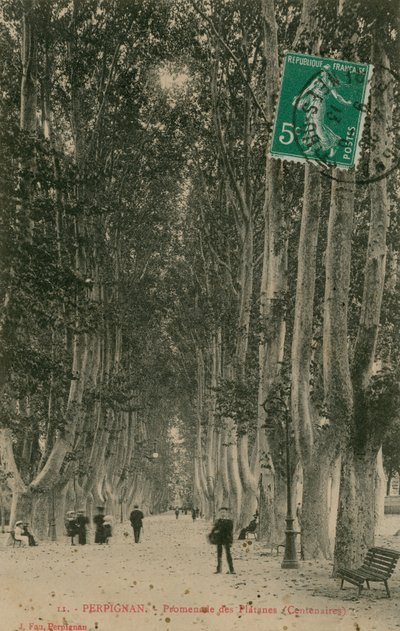 Promenade des Platanes in Perpignan by French Photographer