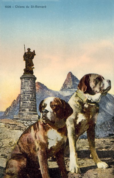 St Bernard Dogs by French Photographer