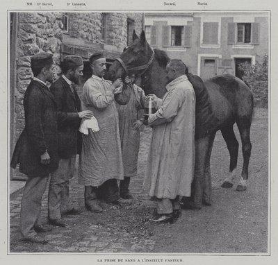 Taking a sample of blood from a horse at the Institut Pasteur, Paris by French Photographer
