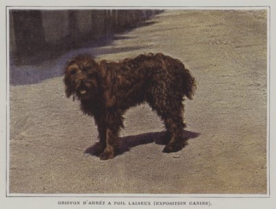 Woolly-haired Pointing Griffon by French Photographer