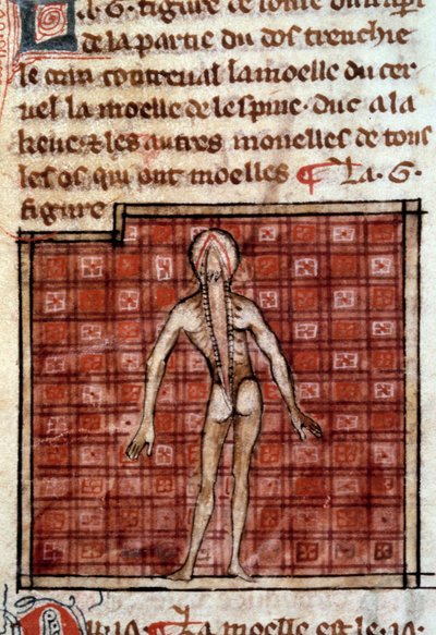 Anatomical Figure: Peeled, Open Back, Showing the Brain and Spinal Cord. Miniature from the Manuscript 