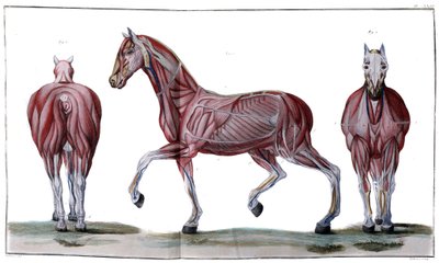 Anatomy of the horse: Skin, face and profile - 