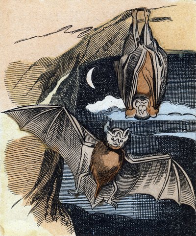 Bat (Engraving in "Buffon Alphabet des Oiseaux n 1") by French School