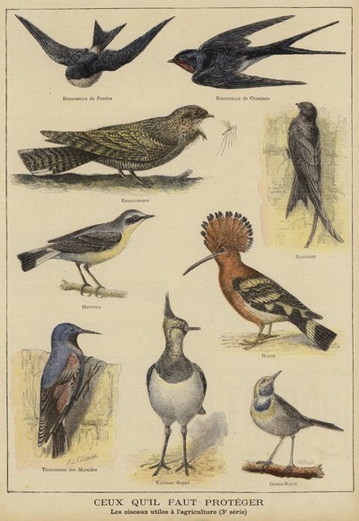 Birds in need of protection because of their benefit to farming by French School