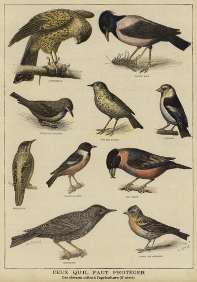 Birds in need of protection because of their benefit to farming by French School