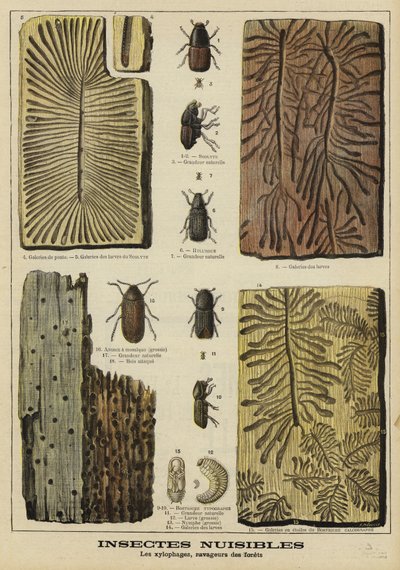 Boring insects harmful to forests by French School