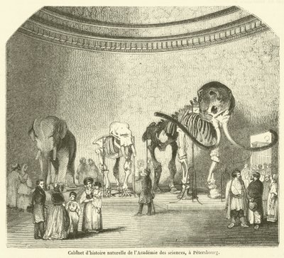 Natural History Cabinet of the Academy of Sciences, in St. Petersburg (engraving) by French School