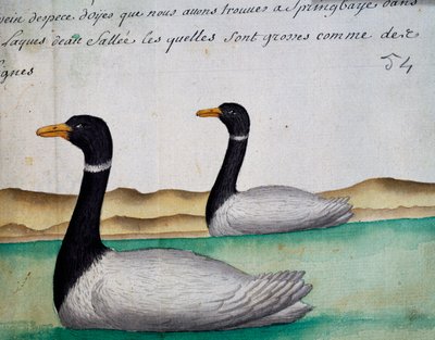 Canada Geese, Springbaye, Salt Lakes Region, from log book by Jacques Gouin de Beauchesne, captain of Compagnie royale de la Mer du Sud, from 1698 to 1701 by French School