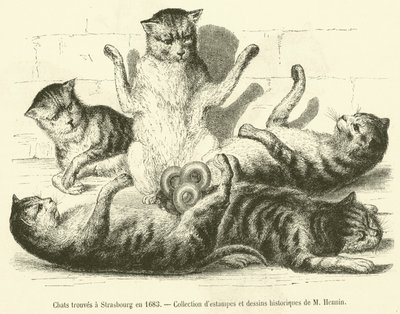 Cats Found in Strasbourg in 1683 (engraving) by French School