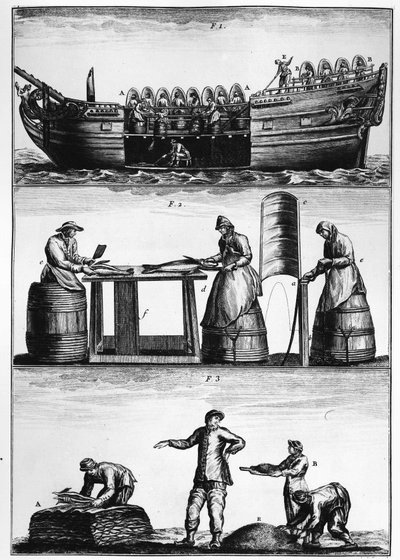 Cod fishing: loading, slicing and salting fish - in 