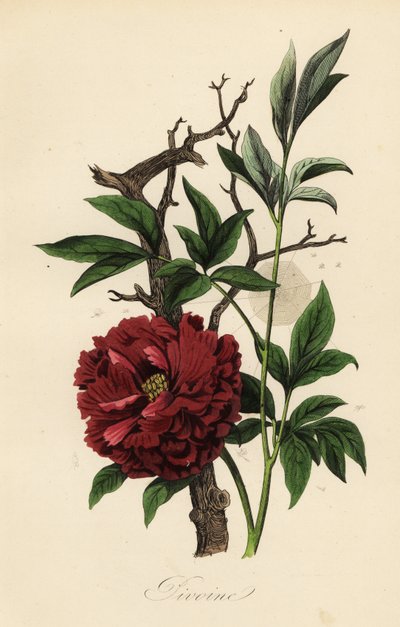 Common Peony with Cobweb by French School