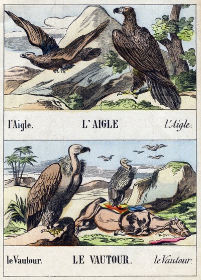 Eagle and Vulture (Engraving in "Buffon Alphabet des Oiseaux n 1") by French School