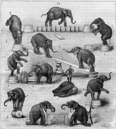 Exercises performed by elephants at the Paris racecourse. Engraving in 