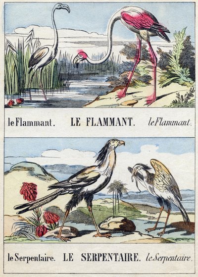 Flamingo and Snake (Engraving in "Buffon Alphabet des Oiseaux n 2") by French School