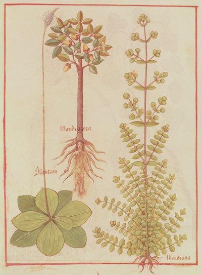 Plantain, Marjoram and Mandrake, from Livre des Simples Medecines, c.1520-30 by French School