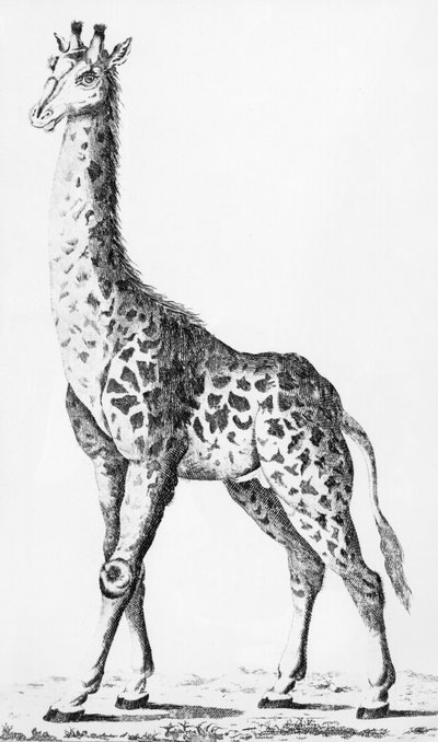 Giraffe brought back by Mr Levaillant when travelling in Africa, illustration from Observations sur la Physique, sur l