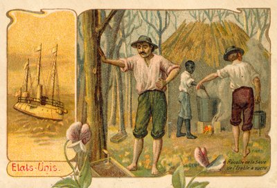 Harvesting maple sap to make maple syrup, United States by French School