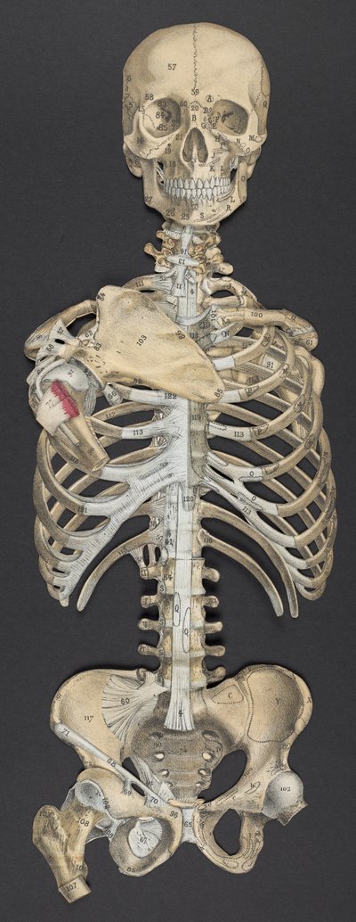 Head and torso, from 
