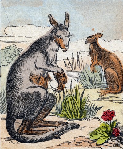 Kangaroo (Engraving in "Buffon Alphabet des Animaux") by French School