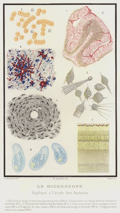 The Microscope, Applied to the Study of Animals by French School