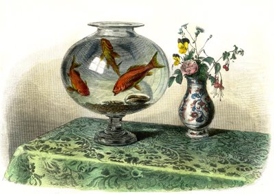 Le Cyprin Dore (Cyprinus Auratus) - Plate Extracted from Histoire Naturelle by Bernard Germain de Lacepede by French School