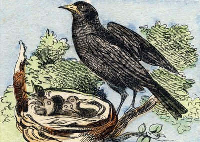 Blackbird (Engraving in "Buffon Alphabet des Oiseaux n 2") by French School