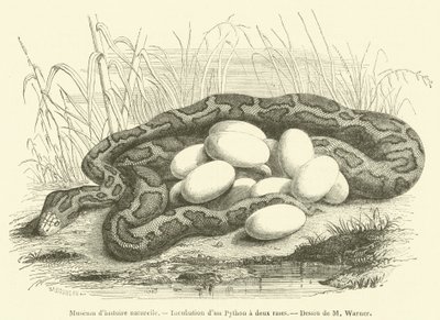 Natural History Museum, Incubation of a Python with Two Stripes (engraving) by French School