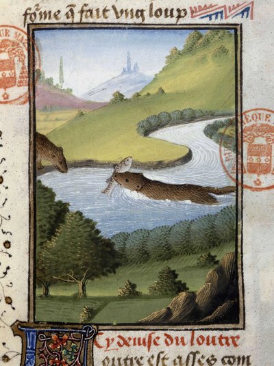 Otter, from 