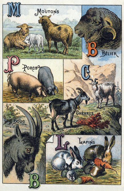 Plate 2: Sheep, Ram, Pigs, Goats, Rabbits. Engraving in 