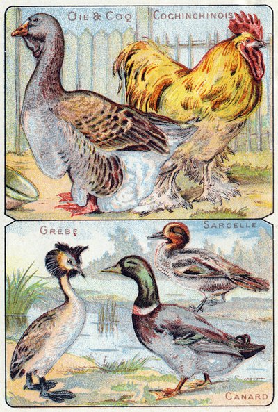 Plate 2: Goose, Rooster, Chinese; Grebe, Teal, Duck by French School