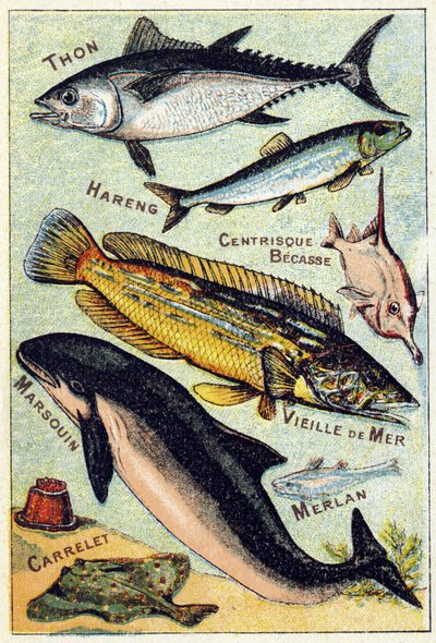 Plate 3: Tuna, Herring, Centric Beak, Old Sea, Porpoise, Whiting, Tile. Engraving in "Syllabary Alphabet of Sea and Freshwater Fish". Serie A. Pellerin et Cie, printers-publishers, Epinal, late 19th century. by French School