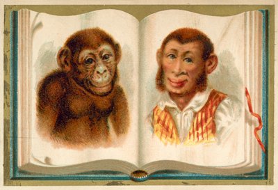 Portraits of an ape and a man by French School
