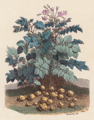 Potato plant by French School