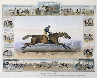 Race horse in 