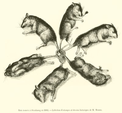 Rats Found in Strasbourg in 1683 by French School