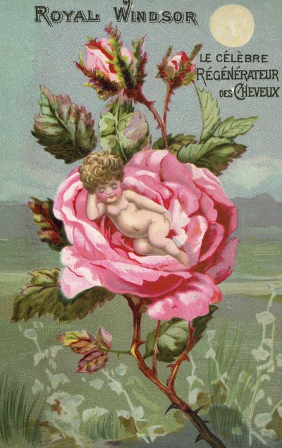 Royal Windsor Hair Preparation Advert with a Rose and a Baby by French School