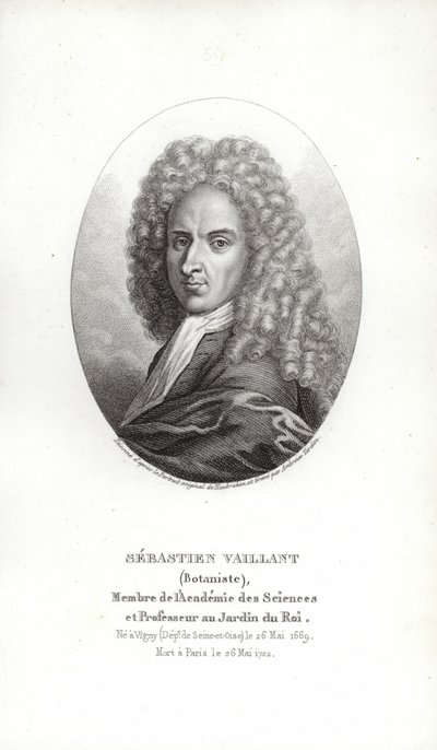 Sébastien Vaillant by French School