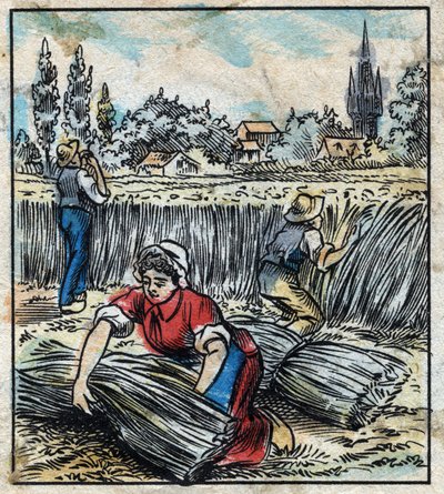 Textile, Flax: Agriculture. Collects Linen that is Assembled in a Boot to be Dry. Engraving. Epinal Imaging Late 19th Century by French School