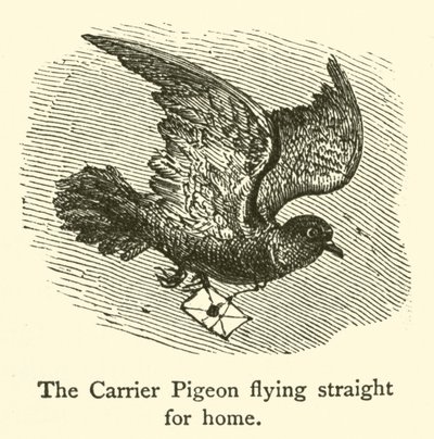 The Carrier Pigeon flying straight for home by French School