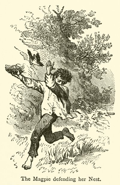 The Magpie Defending Her Nest by French School