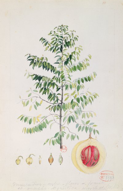 The Nutmeg Tree, Flower and Fruit by French School