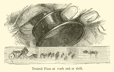 Trained Fleas at work and at drill by French School