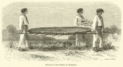 Transport of a Nymphaea Leaf by French School